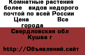 Комнатные растения более200видов недорого почтой по всей России › Цена ­ 100-500 - Все города  »    . Свердловская обл.,Кушва г.